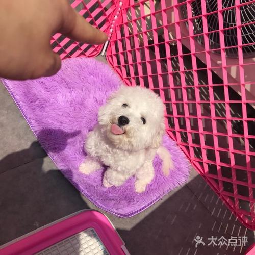 宠物的温馨小窝 探秘One宠物用品平价超市